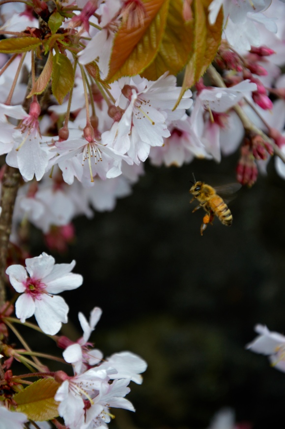 New Zelandske honningbier